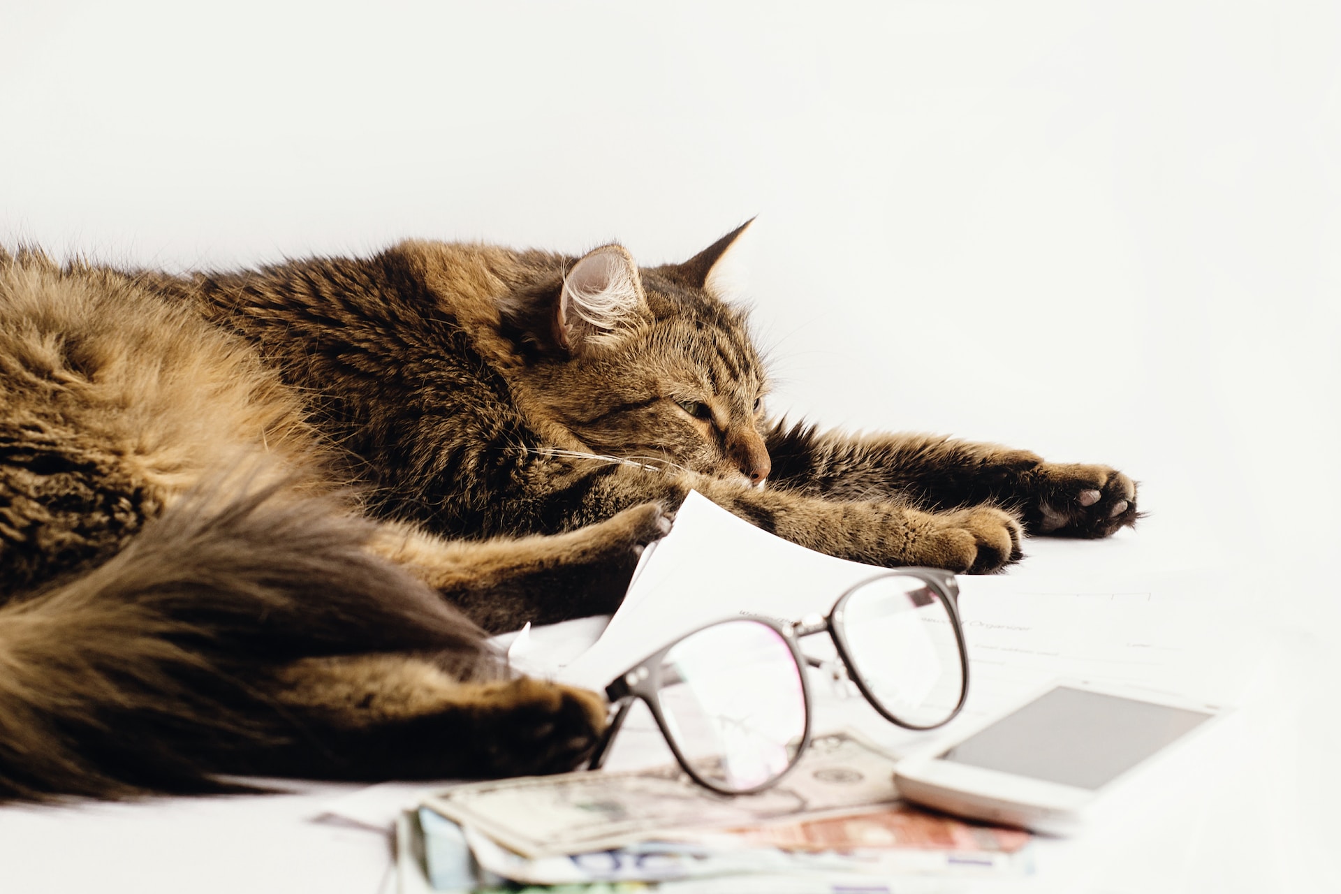 Un chat qui dort paisiblement à côté de lunettes.